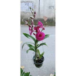 Chậu lan denro sẵn hoa