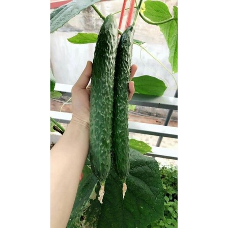 hạt giống dưa chuột kiếm nhật