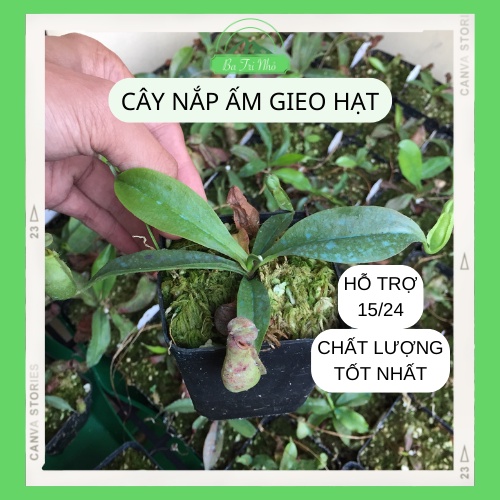 Cây bắt côn trùng nắp ấm ăn thịt gieo hạt I Ba Tri Nhỏ