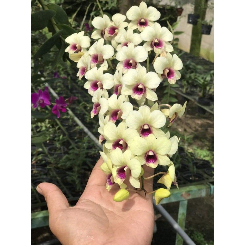 Hoa Lan Đồng Tiền Vàng Đổi Màu, chậu cây trưởng thành, nhiều thân, sắp có ngồng hoa