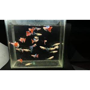 Combo 1 cặp Blue Topaz red taiil