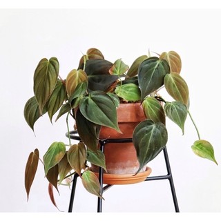 Chậu mềm giống Philodendron Micans