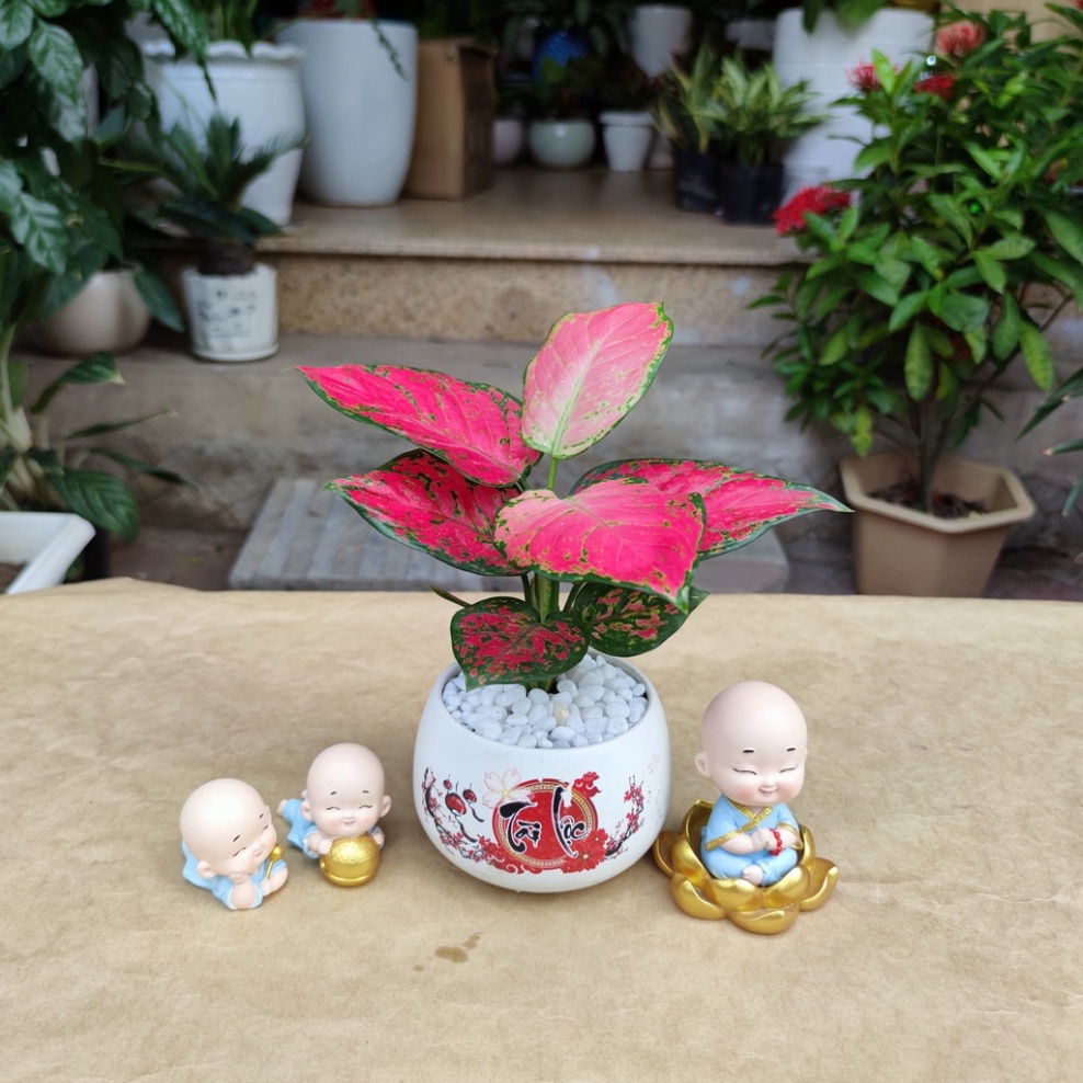 Sỏi trắng trang trí gốc cây sân vườn bể cá cỡ nhỏ, trung 1kg 123