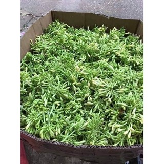 hoa đu đủ đực tươi