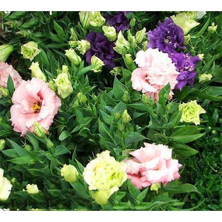 Hạt giống hoa cát tường mix ( tặng phân bón , kích mầm ) .
