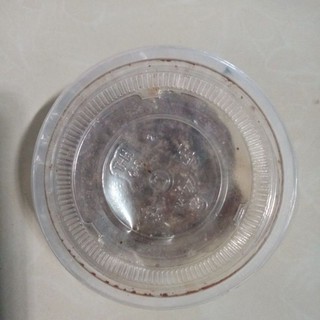 Mồi thúi câu cá