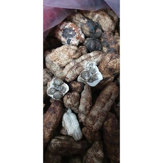 Chuối hột rừng cô đơn hạt siêu to KonTum 1kg