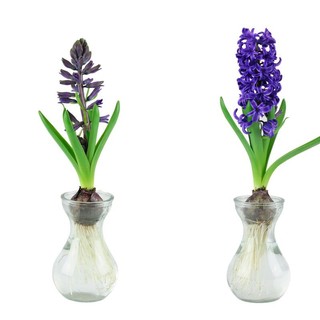 Củ hoa tiên ông nước chuẩn giống Hà Lan, củ đã kích mầm + bình thủy tinh