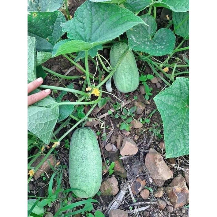 Hạt giống dưa chuột khổng lồ siêu quả