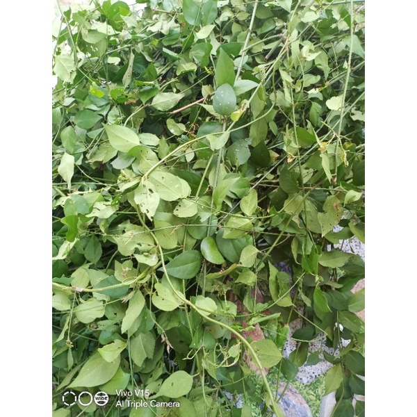 1kg Chè vằng lợi sữa, giảm cân