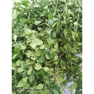 1kg Chè vằng lợi sữa, giảm cân
