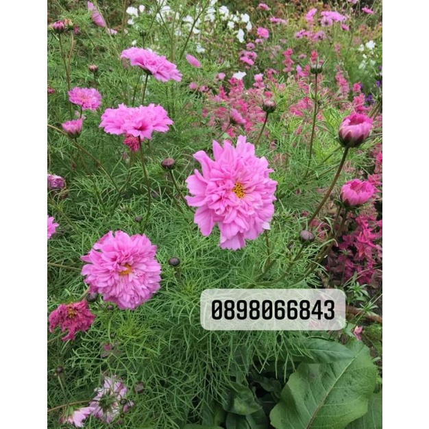 100 Hạt giống Hoa sao nhái_cánh bướm kép Cosmos Double  chuẩn F1