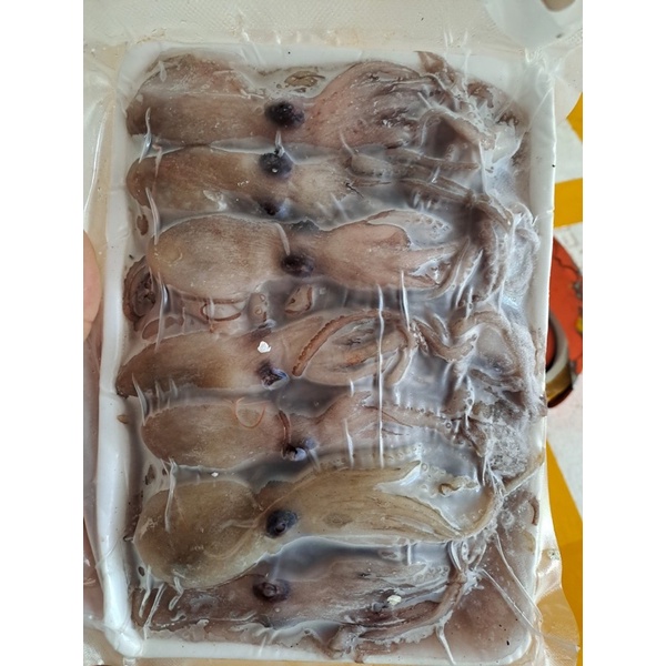 Bạch tuộc sữa baby làm sạch💥 GIÒN NGON💥 ăn lẩu , nướng