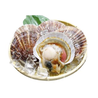 Sò Điệp Nhật Nửa Mảnh Size Lớn - 1kg [Giao Nhanh HCM]