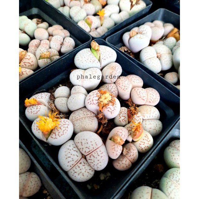 Lẻ sen mông đôi trắng tuổi ra hoa