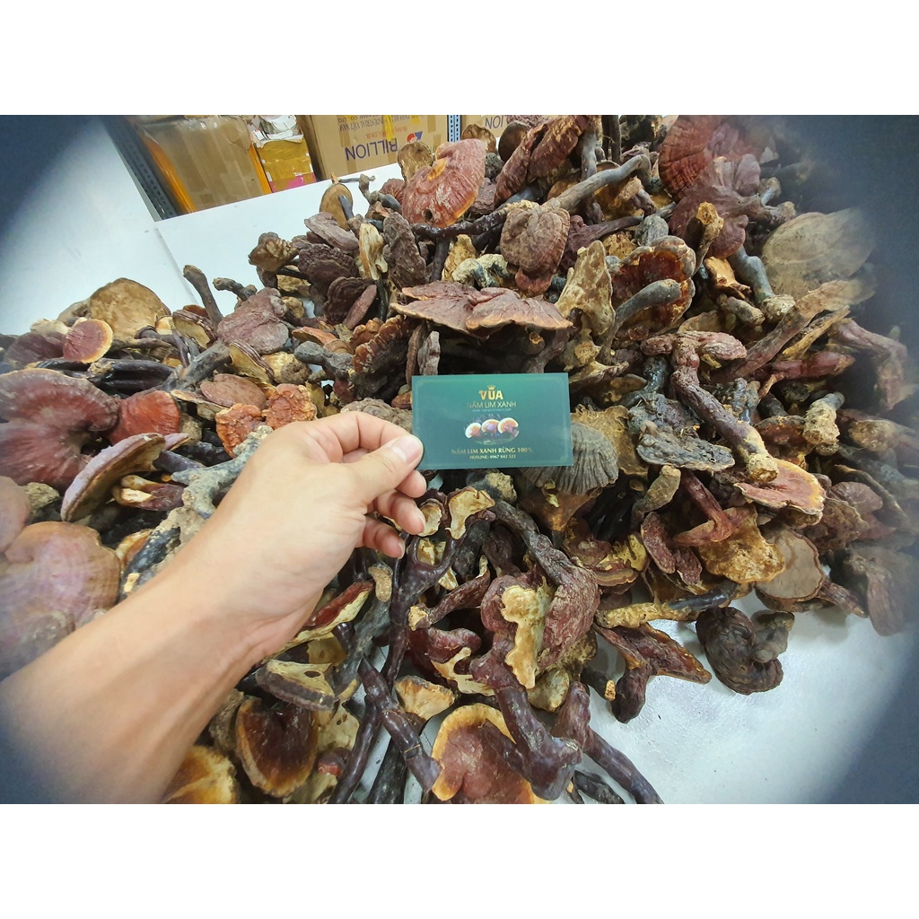Nấm Lim Xanh Rừng 100% Từ Tự Nhiên Loại 1KG