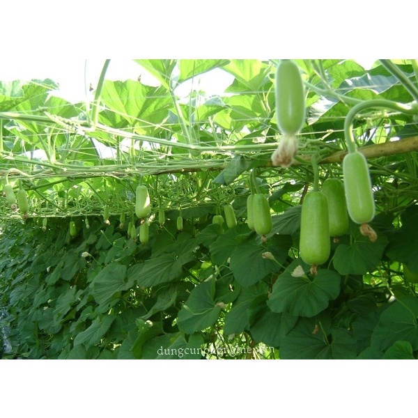 HẠT GIỐNG BẦU SAO THÁI LAN QUẢ NGẮN F1, SIÊU QUẢ, NĂNG SUẤT CAO - 67