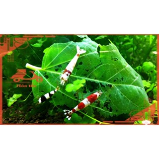 Lá dâu tằm sấy khô - Thức ăn cho tép - Thức ăn cho cá - Thức ăn giá rẻ - Lá dâu đã qua xử lý