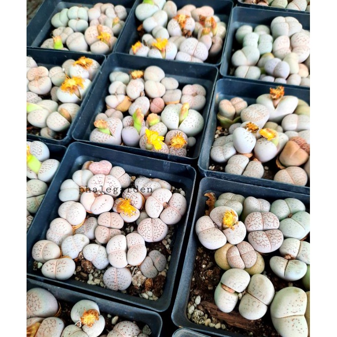 Lẻ sen mông đôi trắng tuổi ra hoa