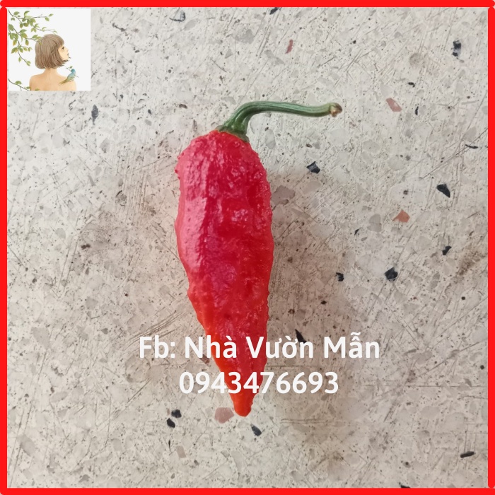5 Hạt Ớt Bhut Jolokia