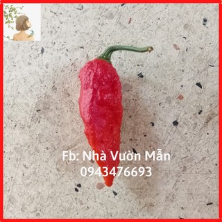 5 hạt ớt bhut jolokia