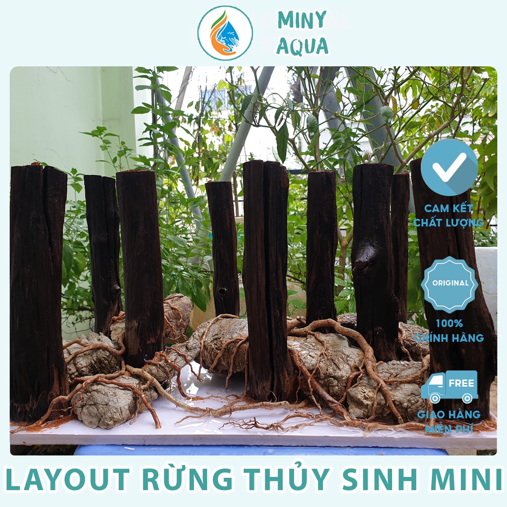 Layout rừng thẳng thủy sinh mini để bàn