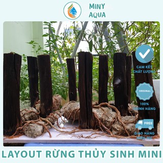 Layout rừng thẳng thủy sinh mini để bàn