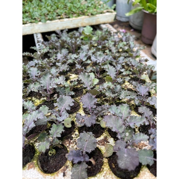 Combo 2 Kale xoăn tím cây con