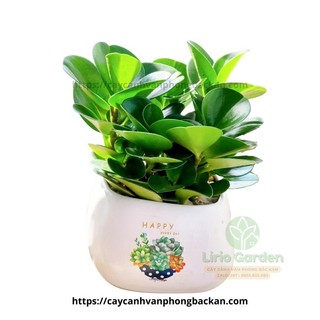[ Quà Tặng Kèm ] cây trường sinh