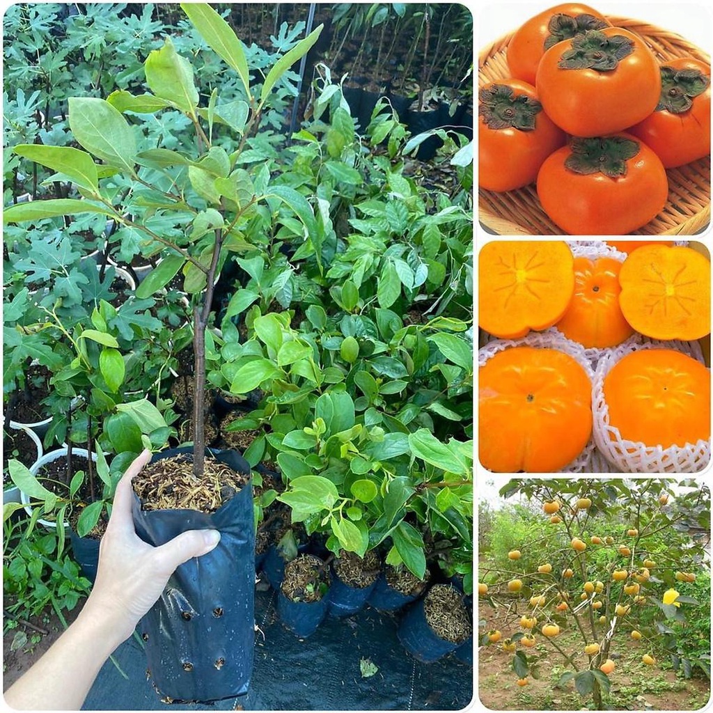 CÂY GIỐNG HỒNG GIÒN - SIÊU TRÁI, SIÊU GIÒN, NGỌT