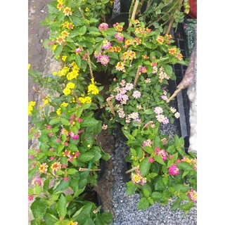 Cây Trâm Ổi , cây ngủ sắc
