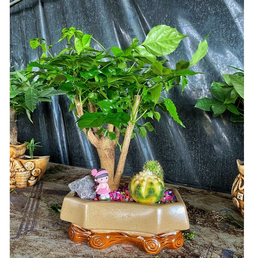 Cây hạnh phúc dáng thân cao ( kèm chậu tiểu cảnh ) để bàn lọc không khí, làm quà tặng tinh tế