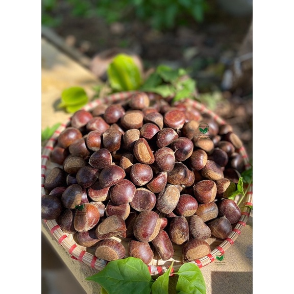 Hạt Dẻ SAPA Bở Ngon, Ngọt Bùi Giá Rẻ