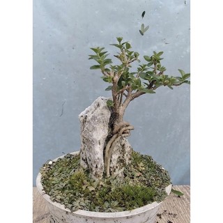 Sam hương ôm đá bonsai mini