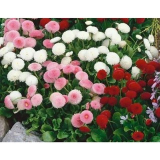 Hạt giống hoa cúc anh mix .