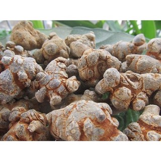 Củ tam thất bắc , tam thất rừng 1kg