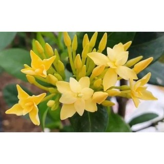 Mẫu đơn vàng cánh kép -bscc