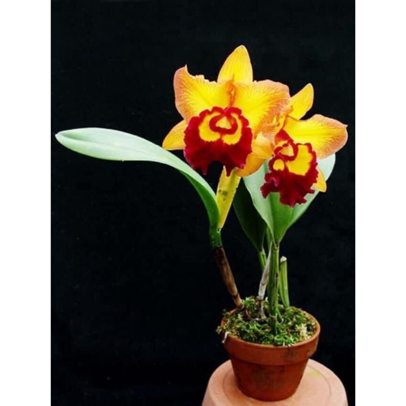 Hoa lan cát đại một khóm