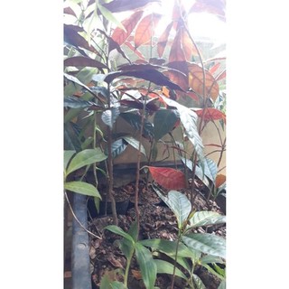 2 Cây đơn lá đỏ (50cm)