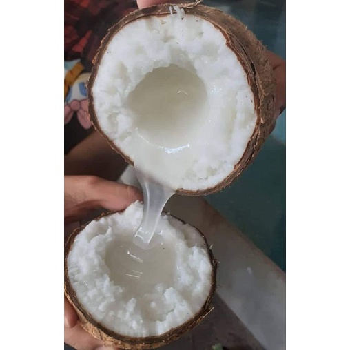 Dừa Sáp Cầu Kè Cơm Siêu Dày