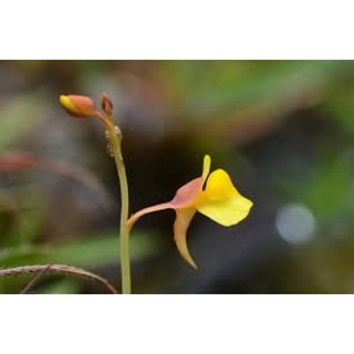 Cỏ giấy bifida, utricularia bifida