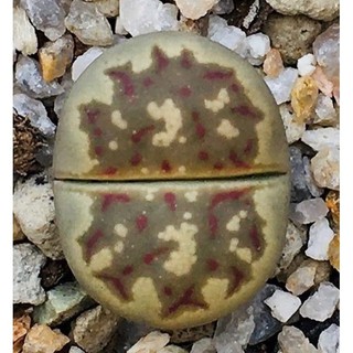Sen Thạch Lan, Sen Mông Dòng Dorothea, lithops
