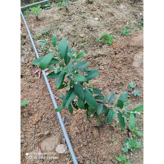 4.10 cây sim ăn quả nhỡ