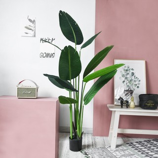 Cây chuối cảnh giả 1m6