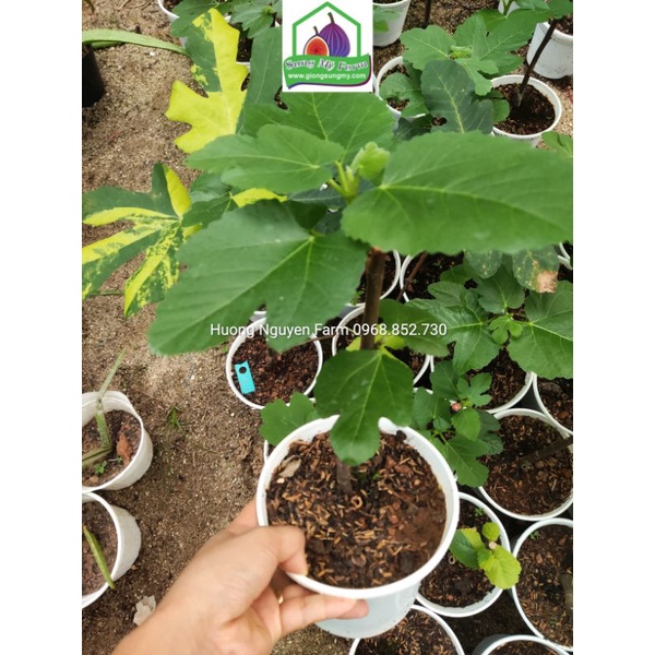 Cây sung mỹ cẩm thạch panache tiger