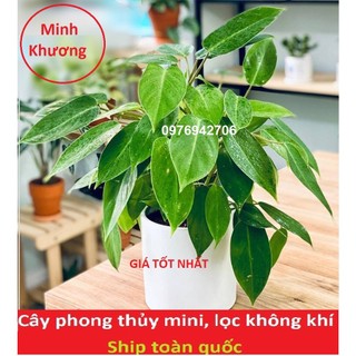 Trầu bà tỷ phú philodendron burle marx--cây phong thủy, lọc không khí -bscc