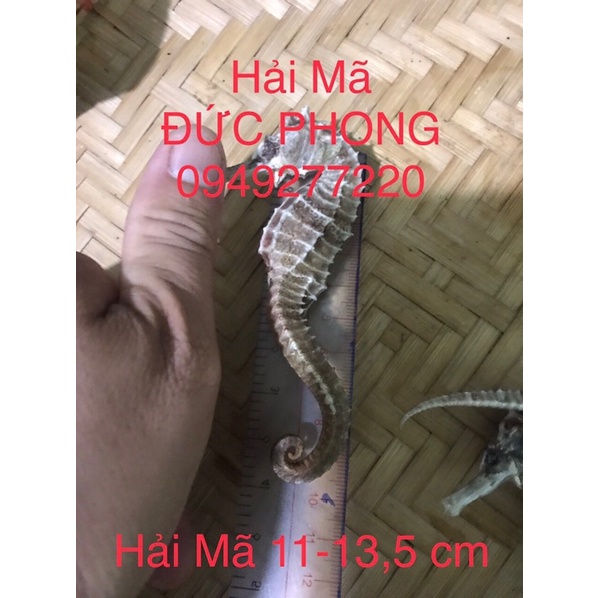 Combo  tứ hải long vương ngâm rượu- hải mã vừa