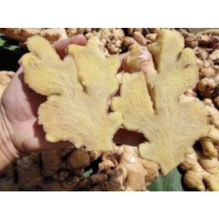 1 KG CỦ GỪNG TƯƠI