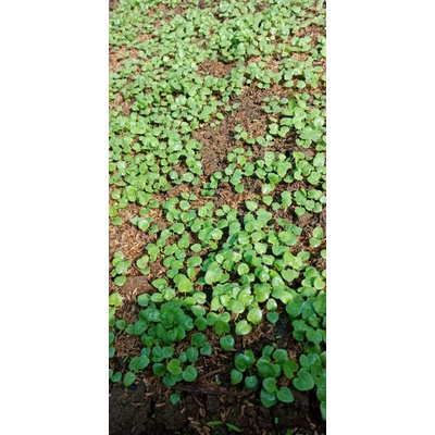Hoa thượng đỉnh mix màu