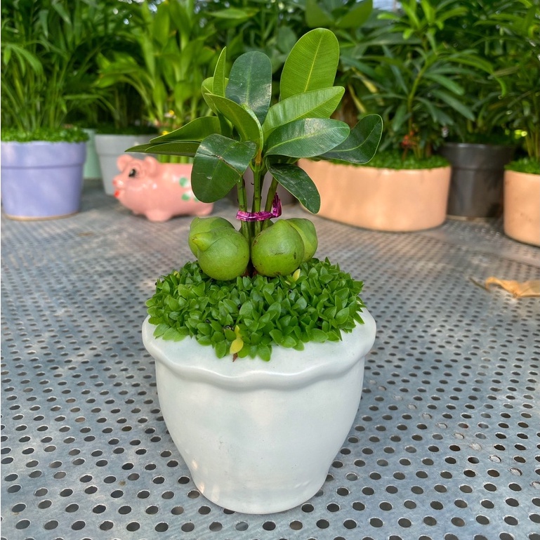 Cây Tài Lộc ngũ hành  chiều cao 10-15cm, cây dễ chăm sóc thích hợp trang trí nội thất, bàn làm việc